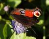 Aglais io